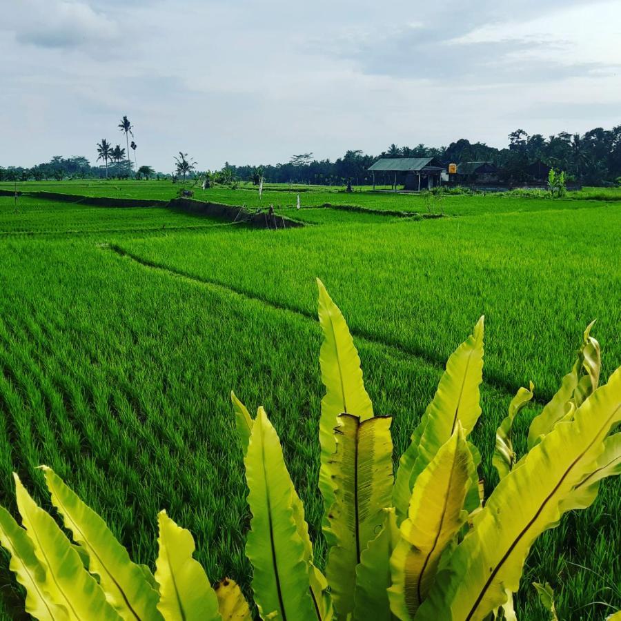 Villa Popolan And Guest House Ubud Extérieur photo
